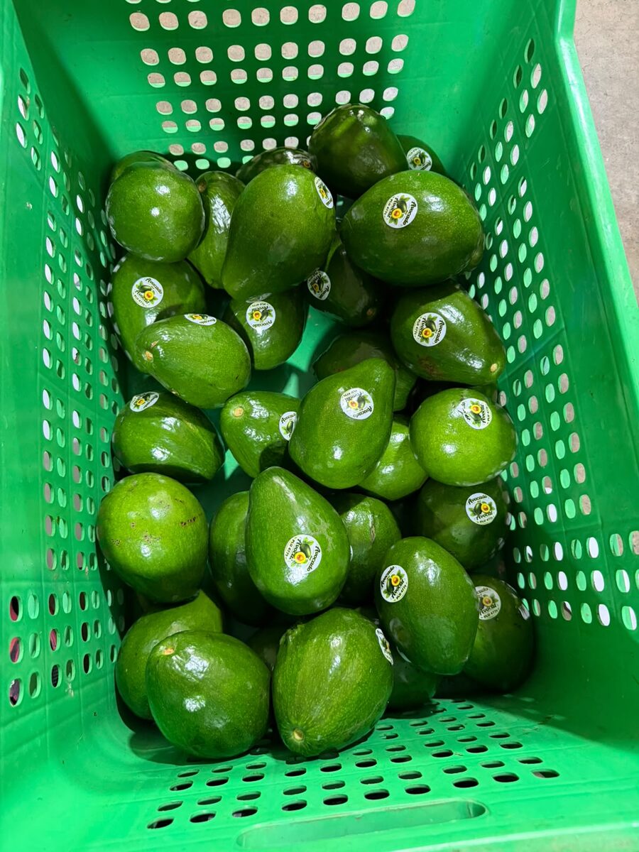 Freshly harvested avocado, labeled and crated