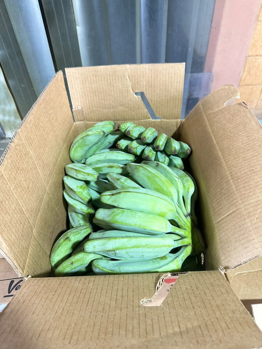 Banana boxed for export