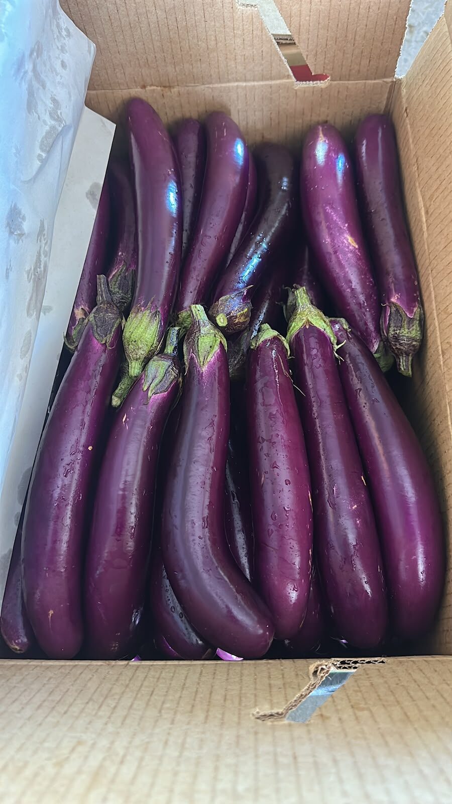 Chinese eggplant boxed for export