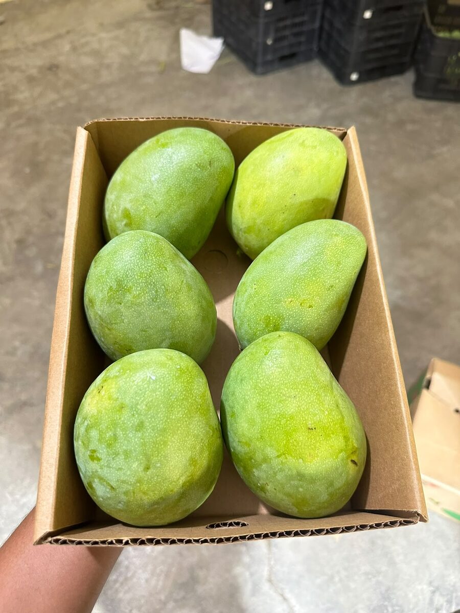 Green mango, hand-selected for export
