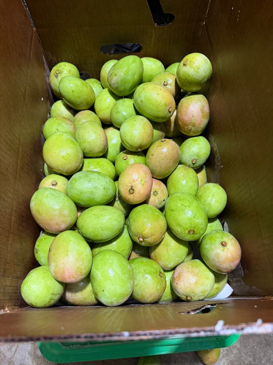 Boxed green mango ready for the next stage