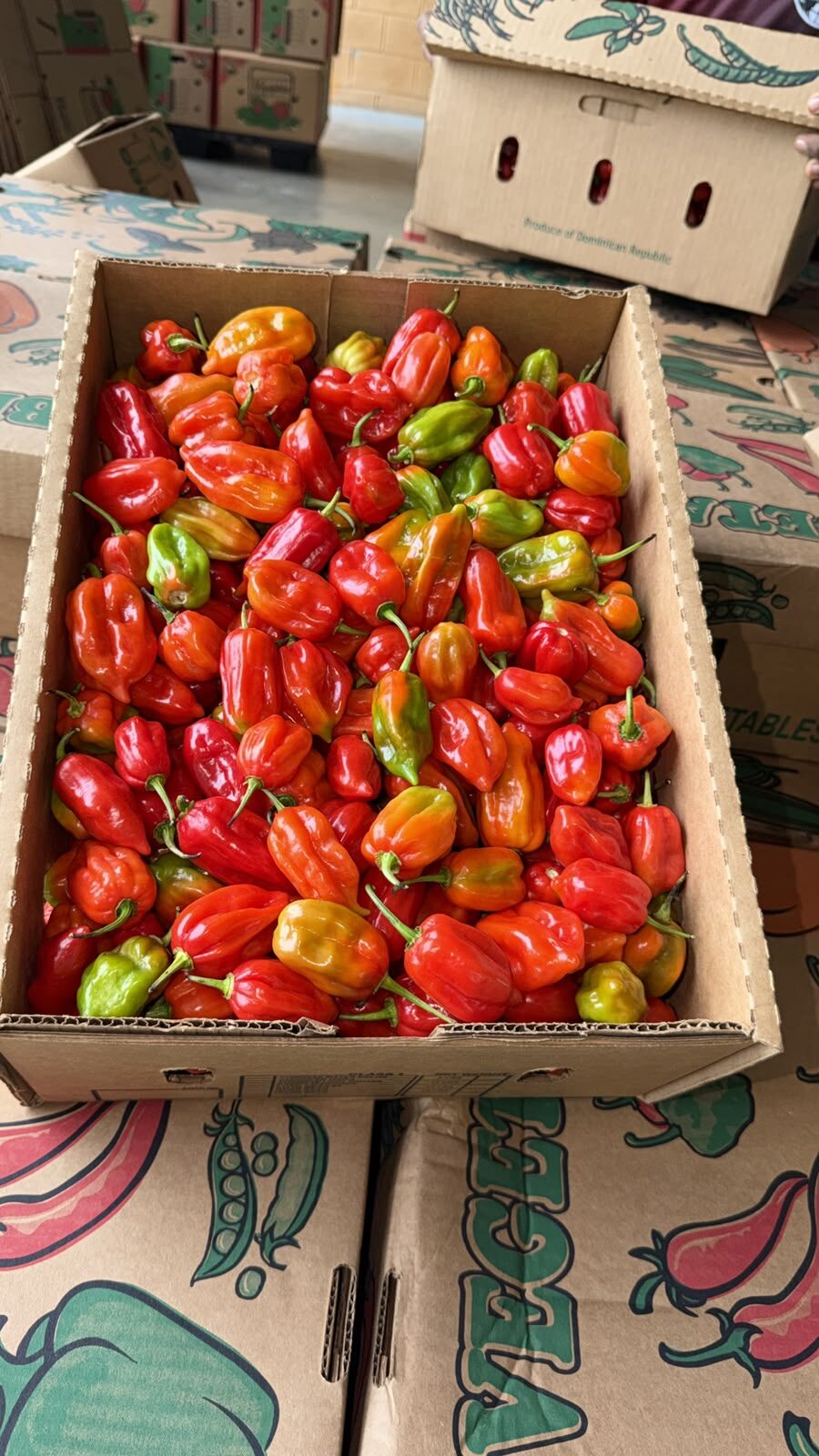 Jamaican pepper boxed for export