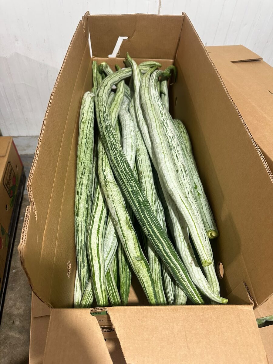 Snake gourd boxed for export