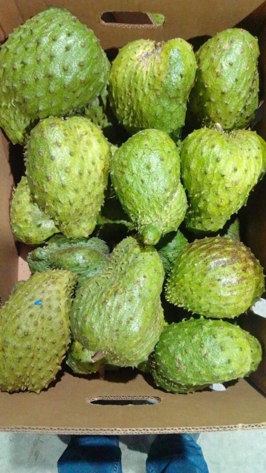 Fresh soursop boxed after harvest